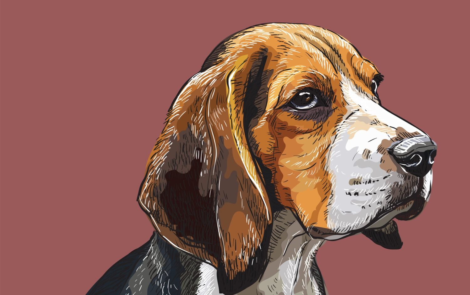 Illustration of a senior beagle dog against a maroon background