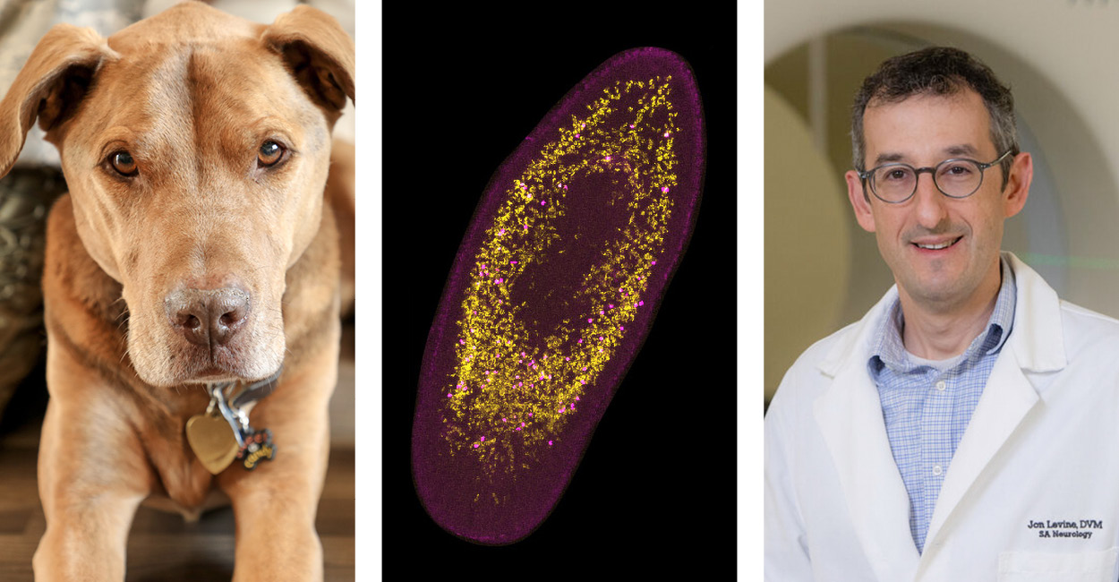 3 images: A PTSD support dog, microscopic view of a flatworm, and Jonathan Levine, DVM