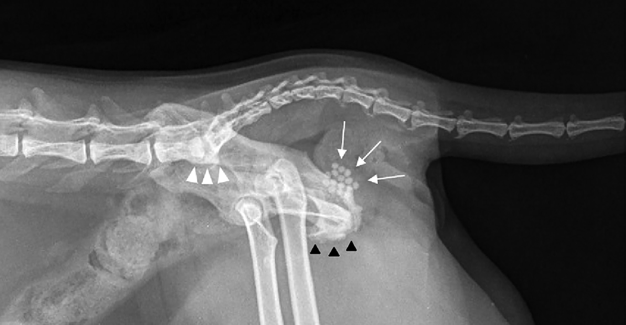 X-ray showing cystolithiasis in a female cat