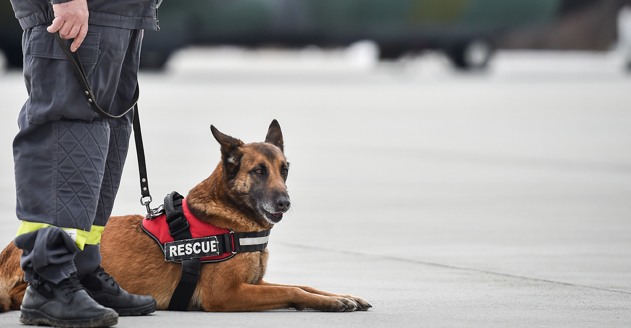 Photo of a search and rescue dog laying beside his handler who is standing.
