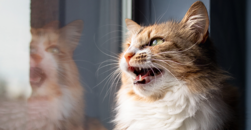 Photo of a cat open-mouth breathing.