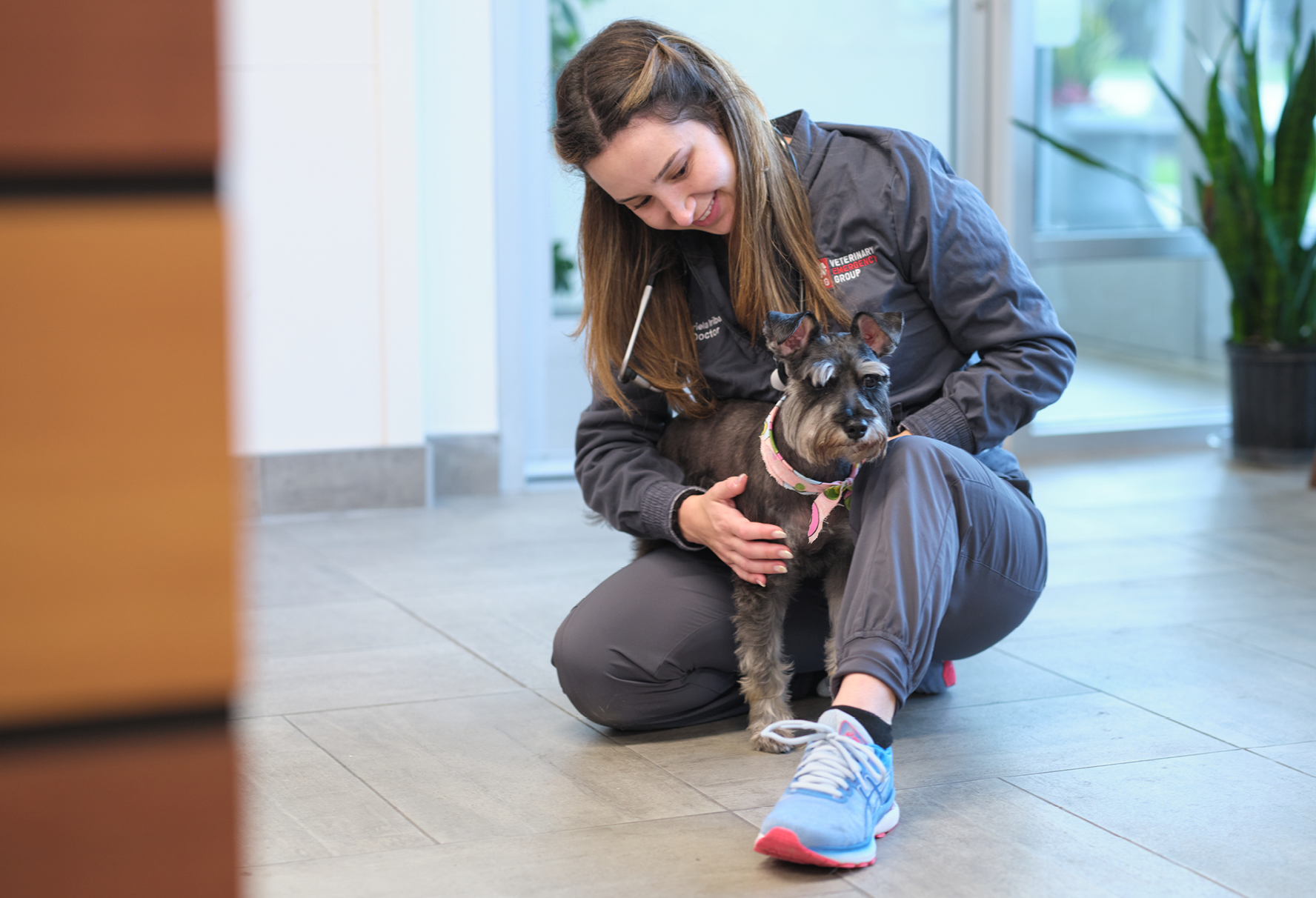 Photo of a technician wearing VEG monogrammed scrubs as she kneels on the floor next to a schnauzer