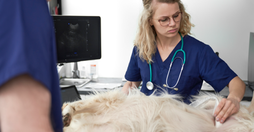 Photo of a veterinary technician performing an ultrasound on a dog.