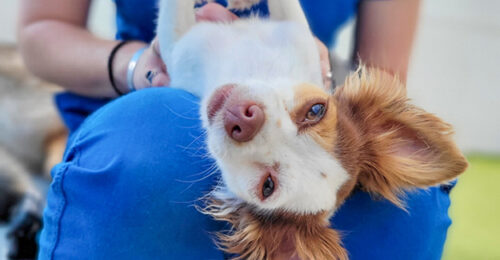 Photo of a dog playfully laying on the lap of a boarding facility employee.