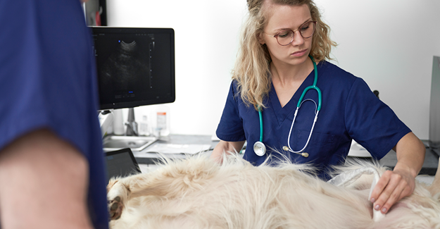 Photo of a veterinary technician performing an ultrasound on a dog.