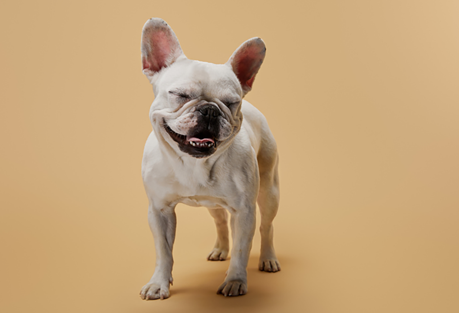 photo of a dog on a light brown background