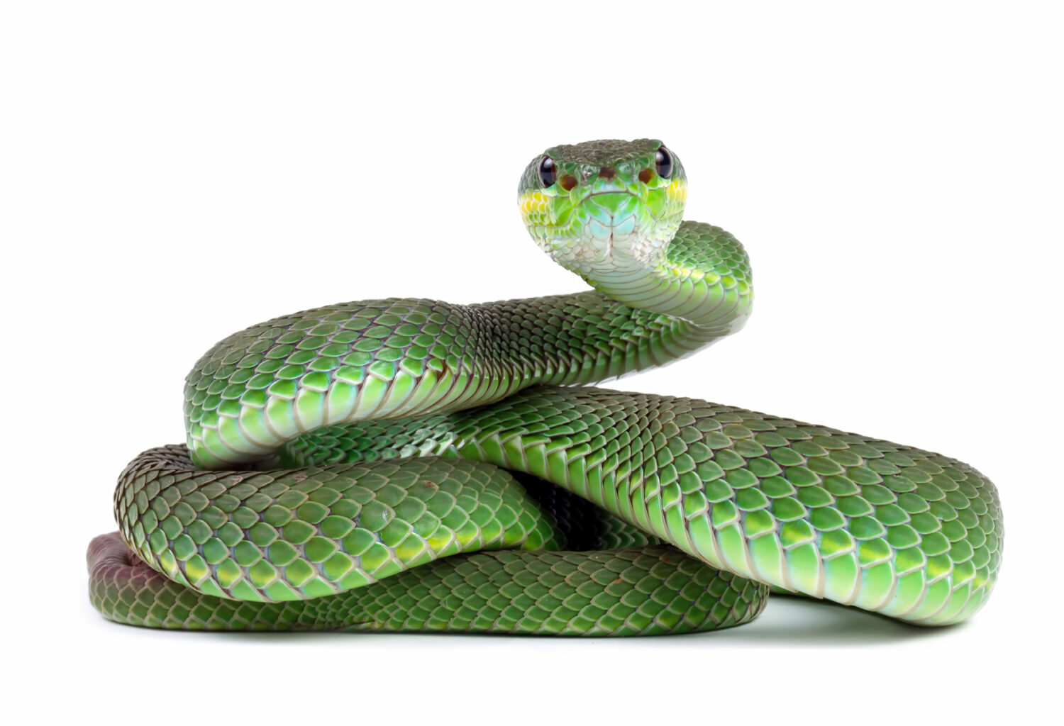 Photo of a pit viper looking like he's about to strike.