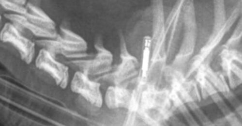 X-ray showing a microchip implanted within the cervical spine of a dog