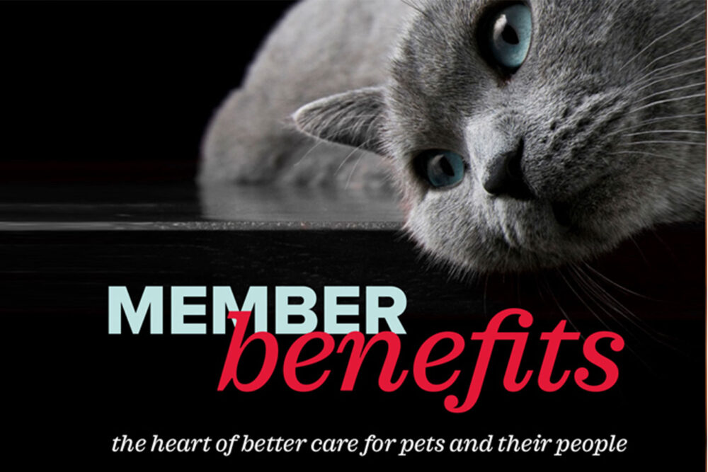 Kitten laying on text that says Member Benefits