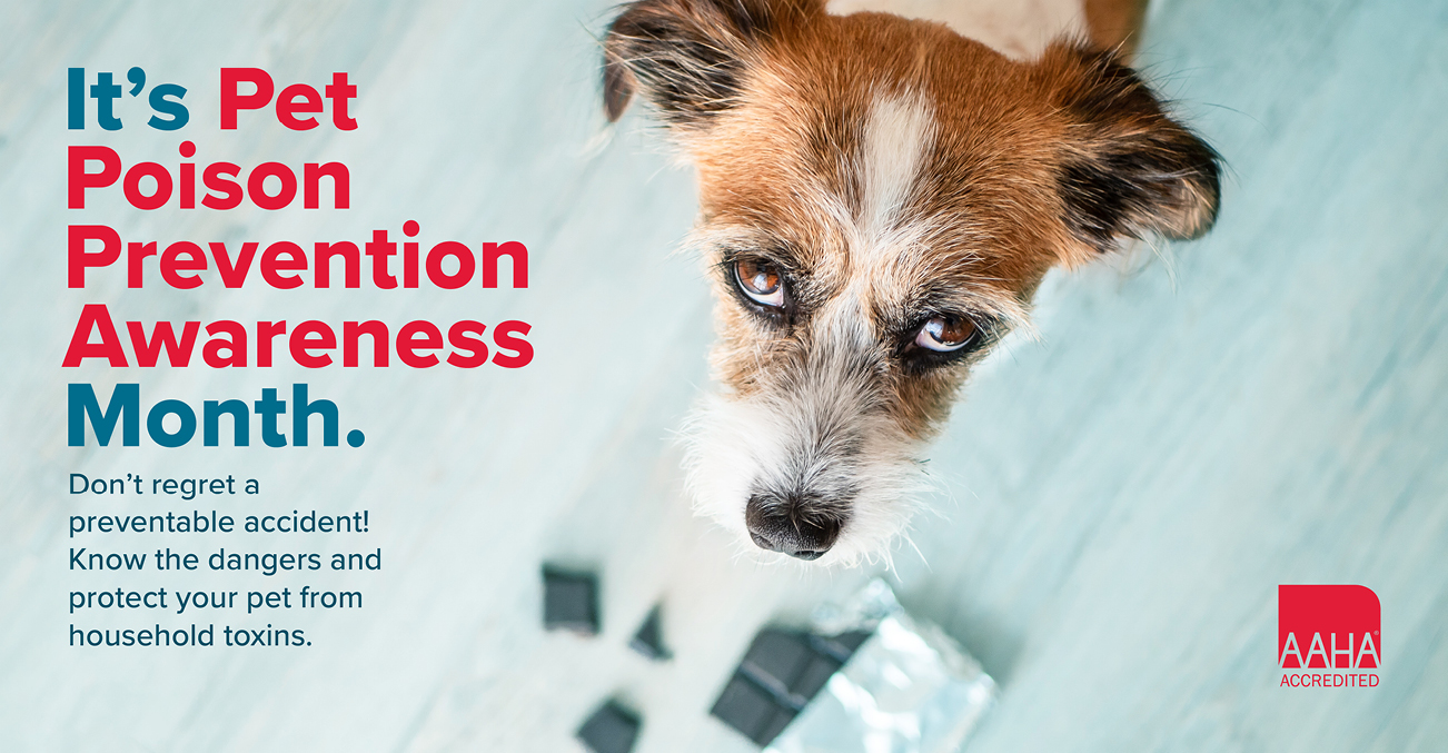 Social media image from the March publicity toolbox for pet poison prevention Awareness month—A dog is looking up at the camera while a bar of chocolate is on the floor beneath him
