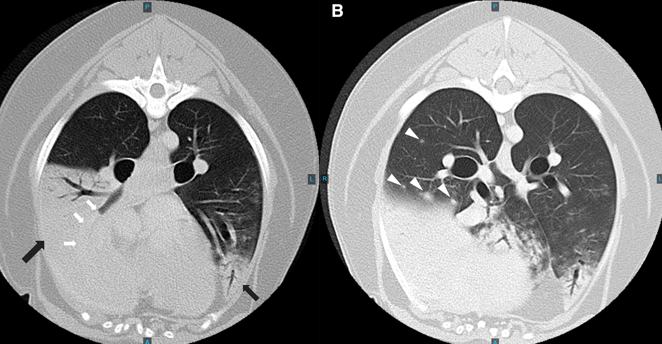 CT scan of a dog's lungs following a lobectomy.