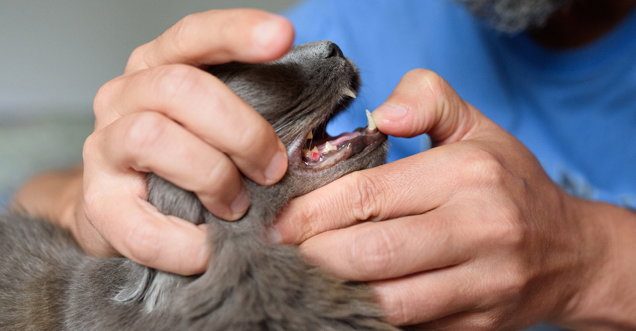 A veterinarian examining a cat's teeth.