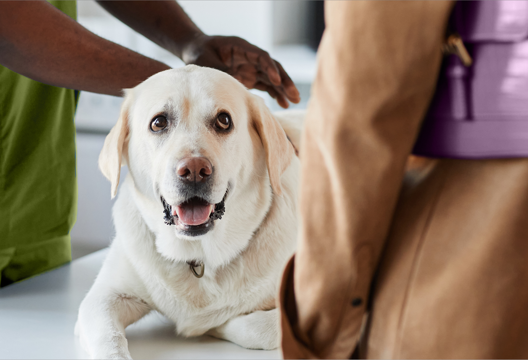 A yellow lab is on an exam table looking at his owner while she is talking to the technician.