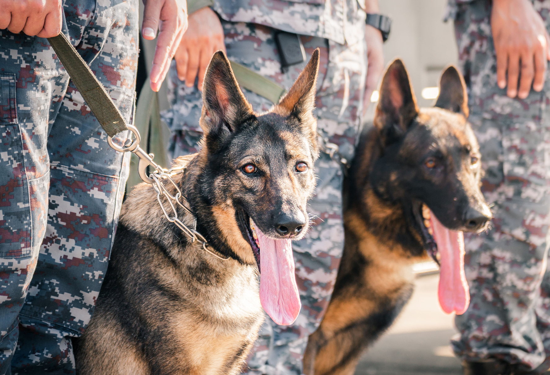 2 German Shepherds next to Army soldiers