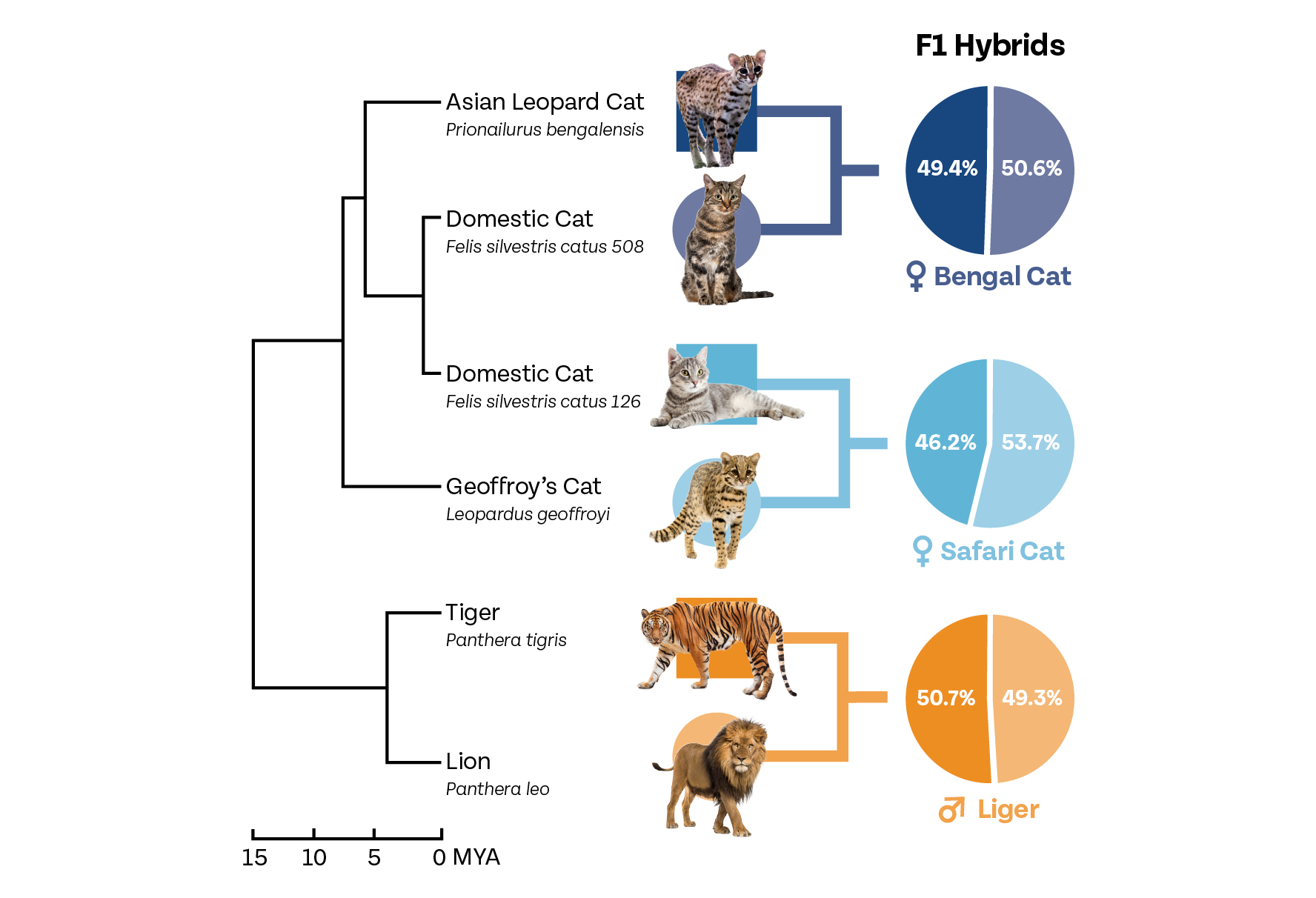 Infographic that shows the lineage of 3 feline hybrids.