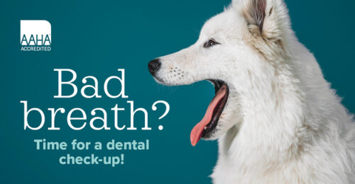 Social media image from the February publicity toolbox for dental health month—Picture of a dog yawning
