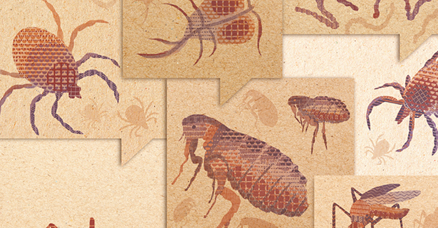 Various illustrations of common parasites