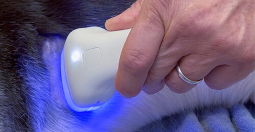 The HT Vista scanning wand scanning a dog for possible cancerous tumors.