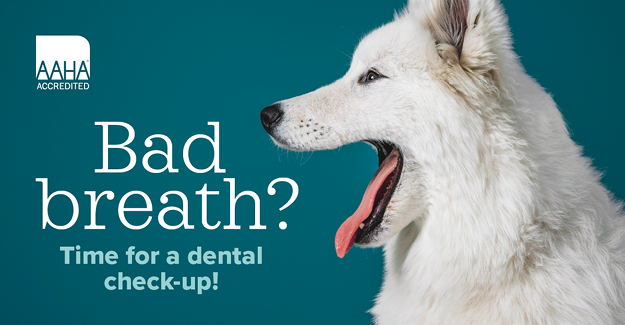 Social media image from the February publicity toolbox for dental health month—Picture of a dog yawning
