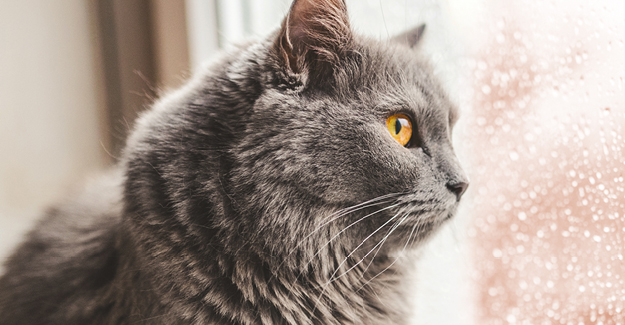 2023 AAHA Senior Care Guidelines for Dogs and Cats: A senior cat looking out the window