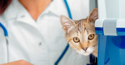 Photo of a cat coming out of a carrier