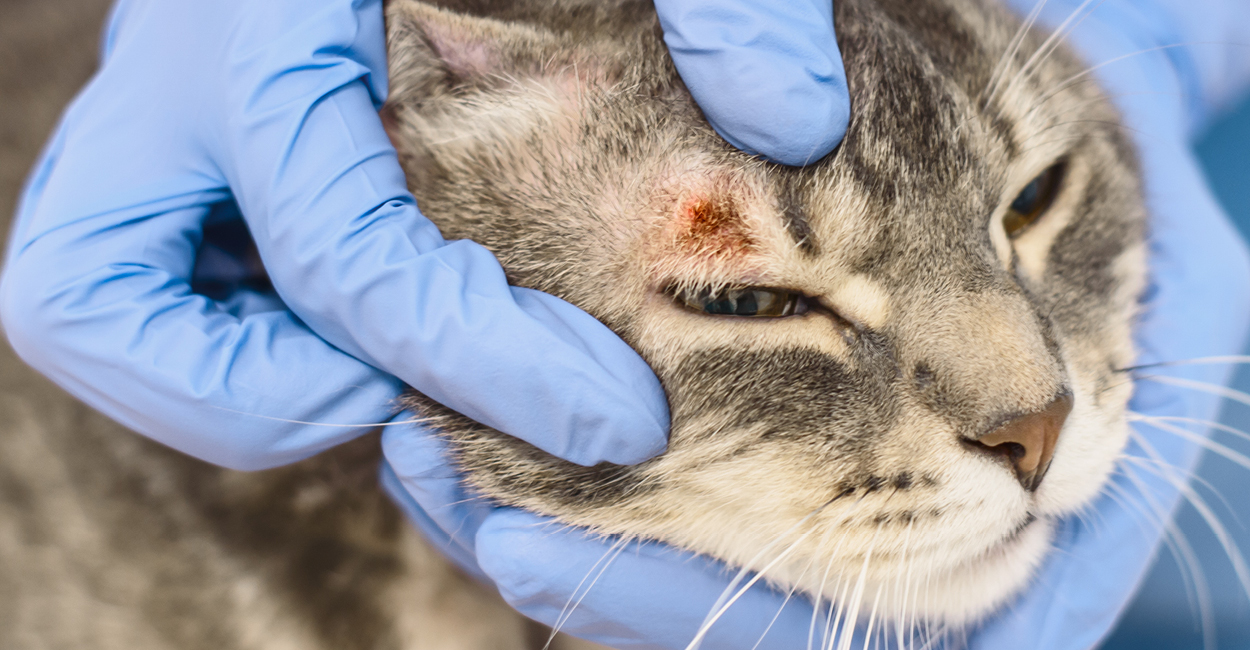Veterinary team member examining a skin disease lesion of a cat's face