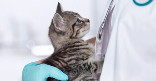 Closeup photo of a veterinarian holding a kitten