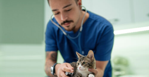 2023 AAHA Technician Utilization Guidelines: Photo of a technician listening to a kitten's heart