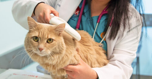 A photo of Leslie Dunham, DVM, scanning a cat for a microchip