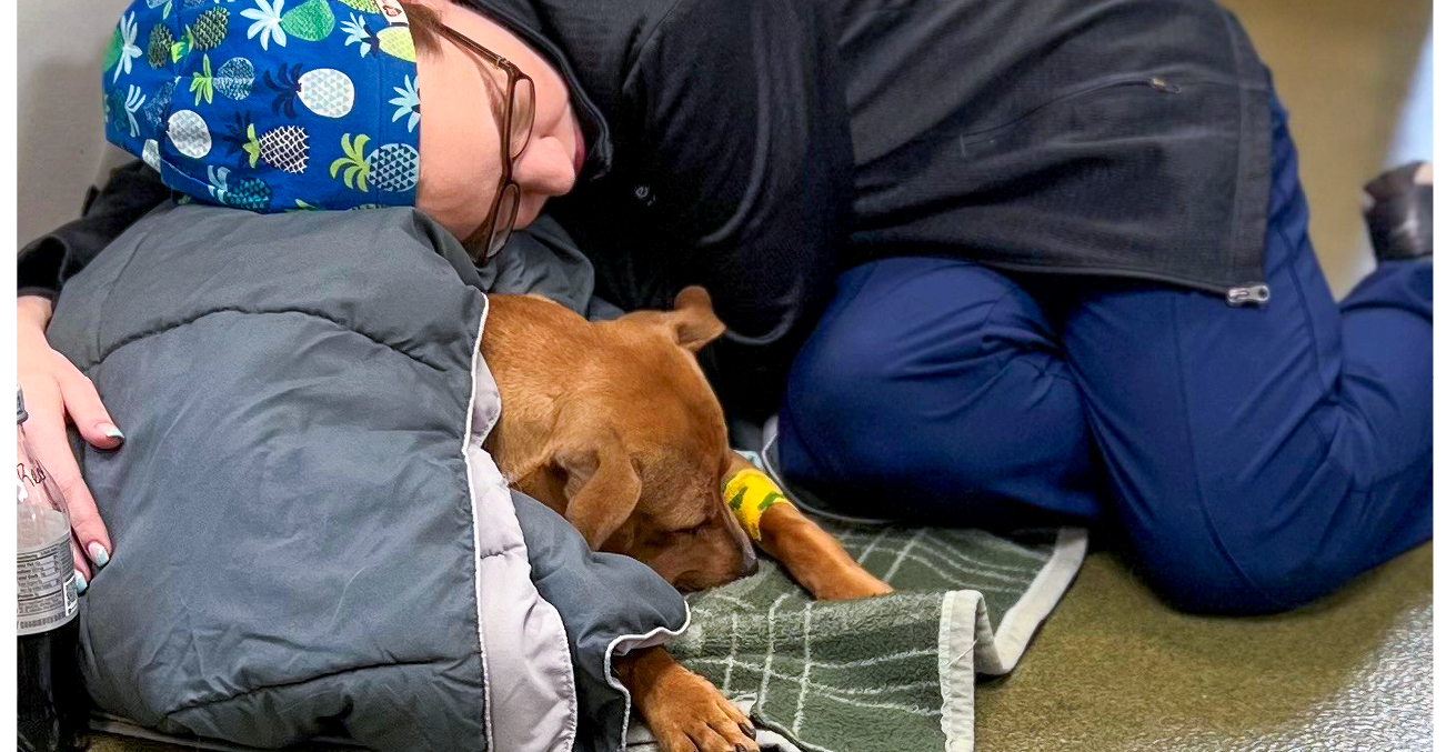 2023 Teams@Work winner Jennifer Popejoy, CVT, cuddling a puppy as he recovers from surgery.