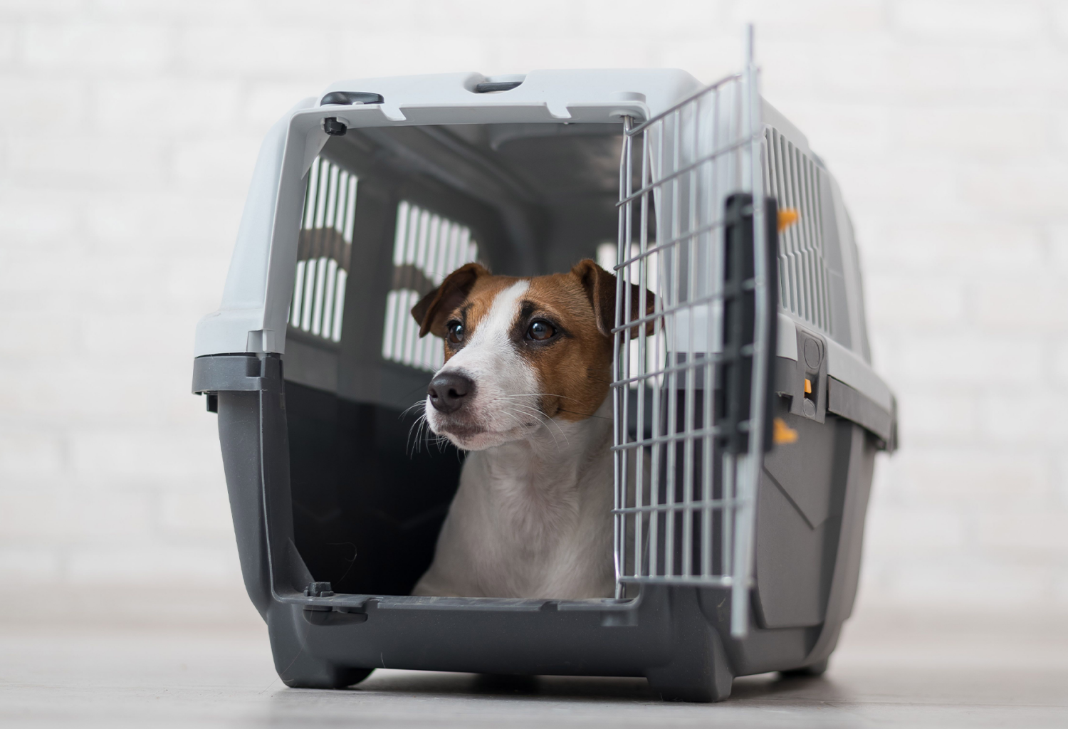 dog in a carrier about to travel on a plane