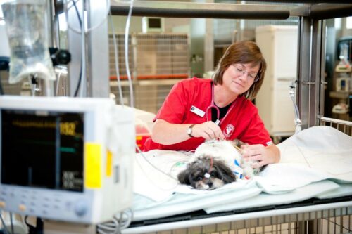 Veterinary technician providing care for a dog