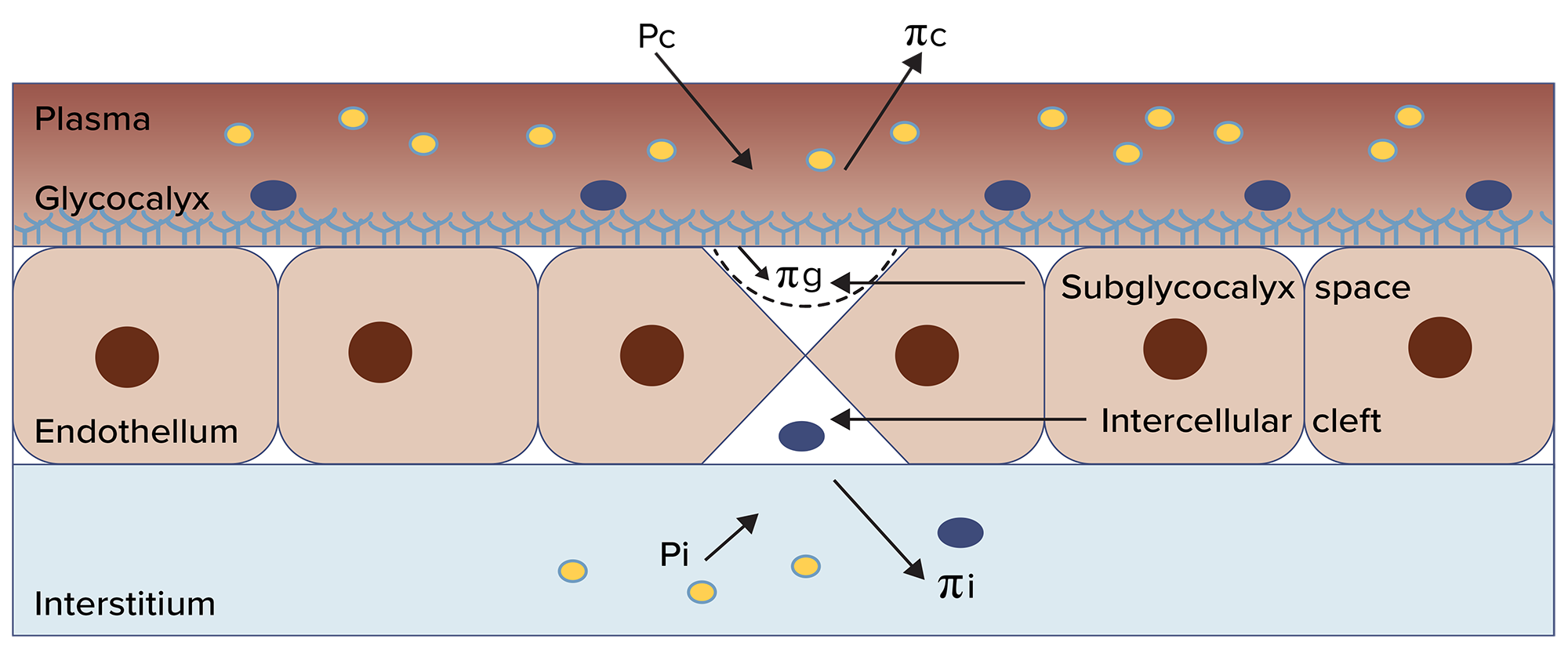 Figure 2 Modified Starling hypothesis
