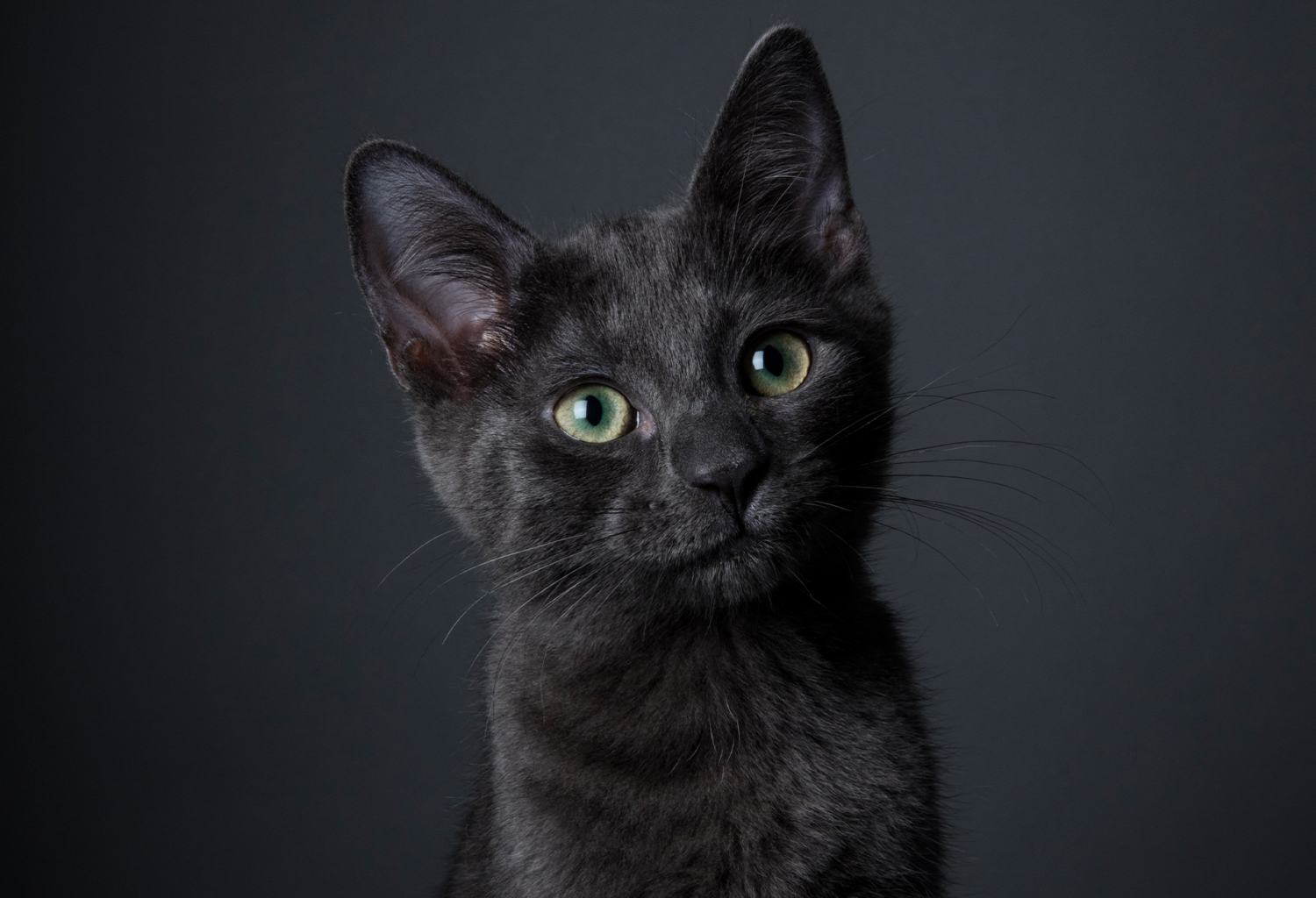 black cat with somewhat black background
