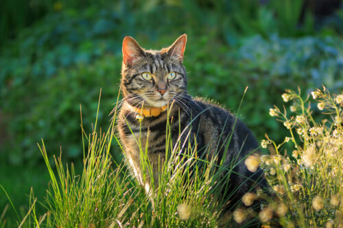 Cat outside in grass