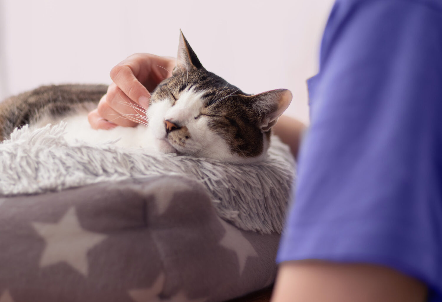 Photo of a technician lovingly petting a cat laying in a cat bed