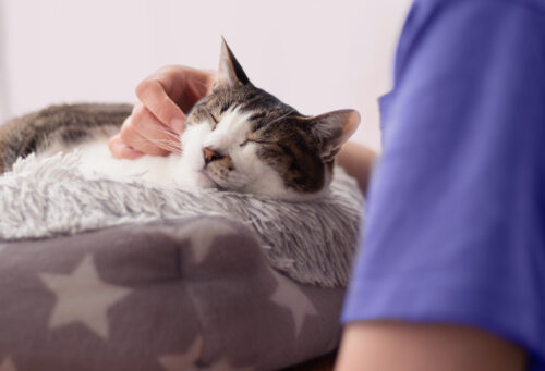 Photo of a technician lovingly petting a cat laying in a cat bed