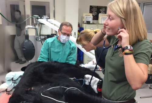 Jan Bellows, DVM, DAVDC, DABVP (Canine & Feline) performs dental work on an anesthetized black bear while a technician listens to the bear's heart.