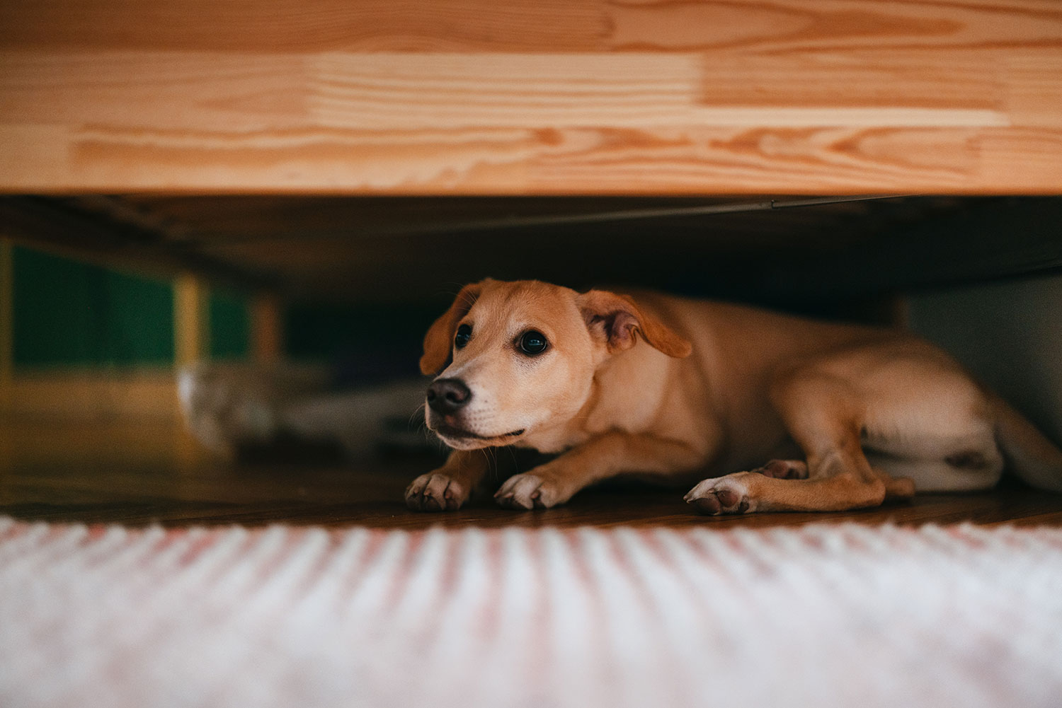 Dog hiding under bed