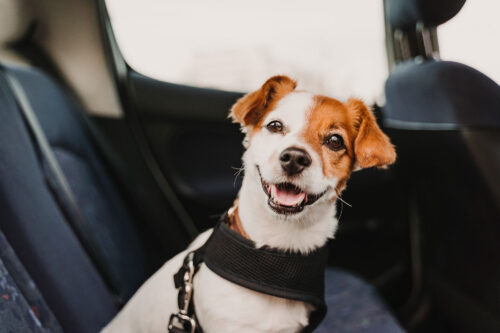 Dog in back seat of car