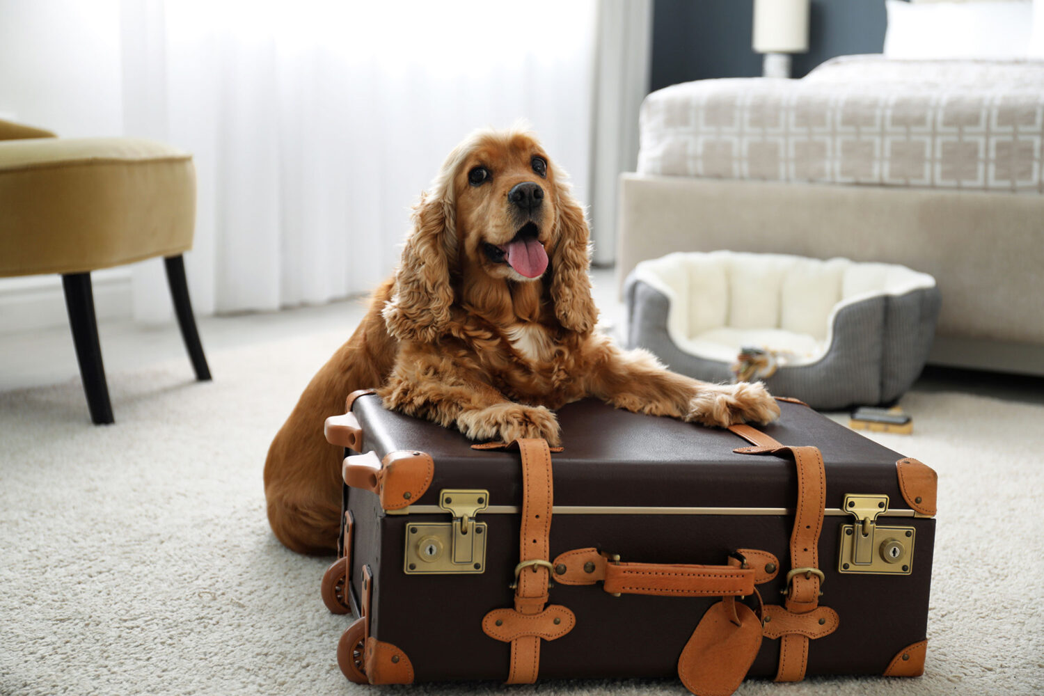 Dog sitting on suitcase
