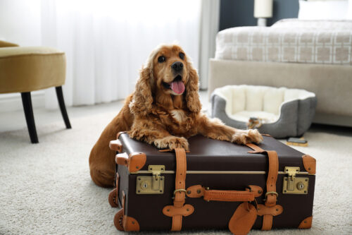 Dog sitting on suitcase