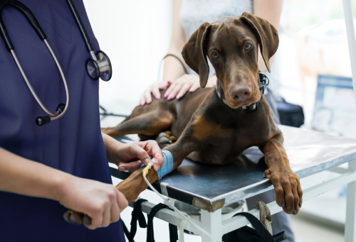 Dog with iv receiving fluid therapy