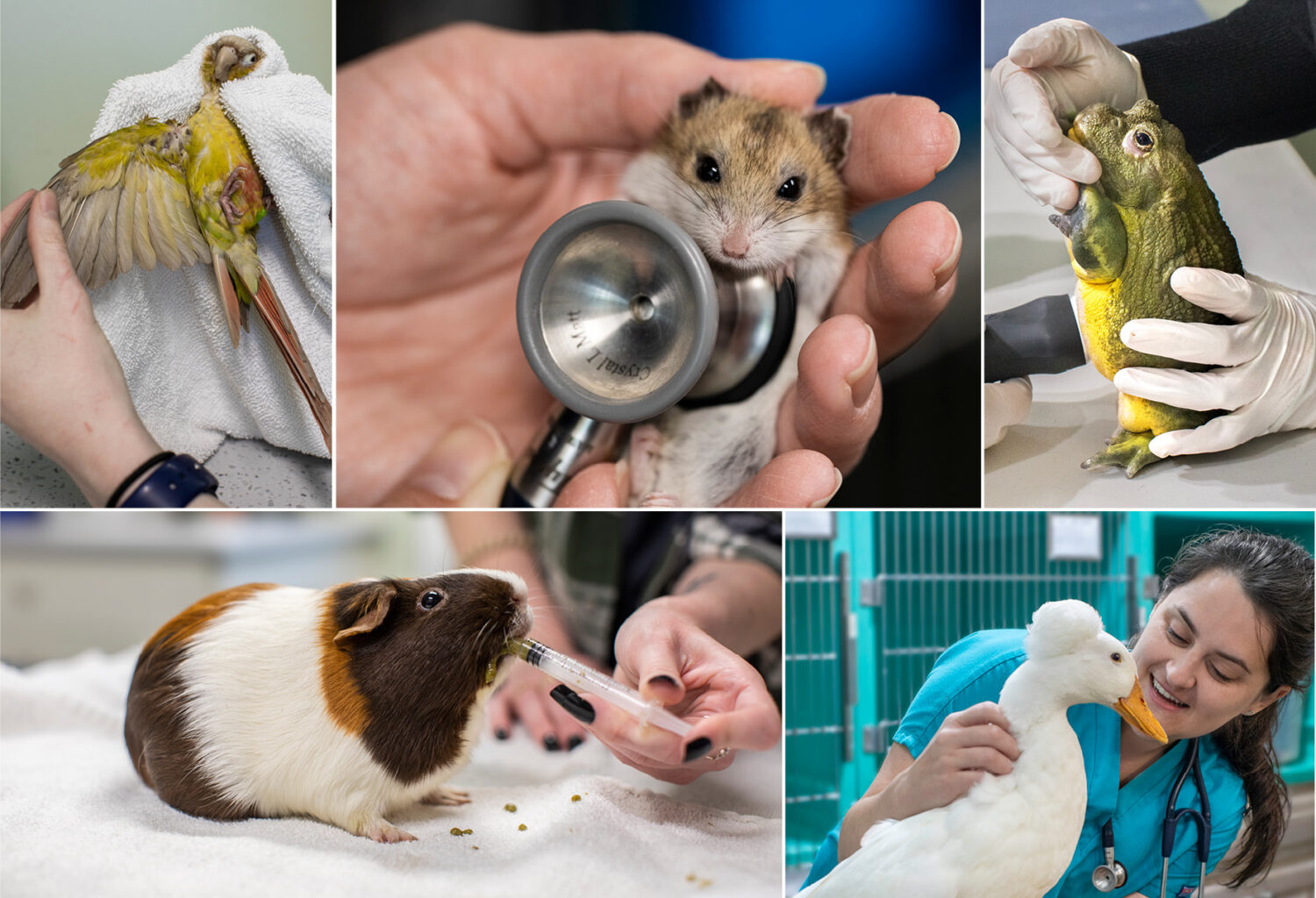 A collection of photos featuring exotic pets receiving veterinary treatment—a parrot, hamster, frog, guinea pig, and a duck.