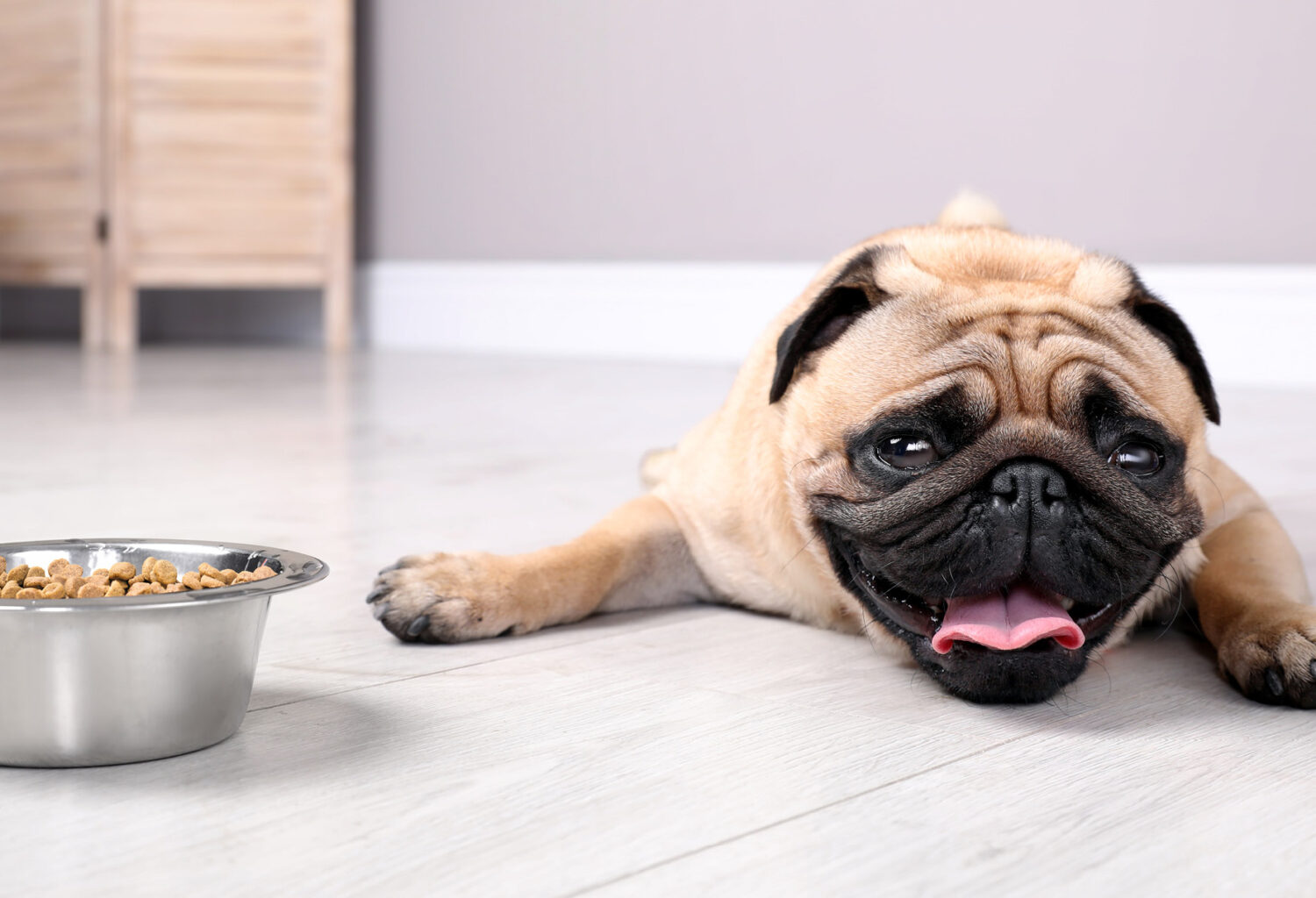 A photo of a pug coughing next to a bowl of dry kibble.