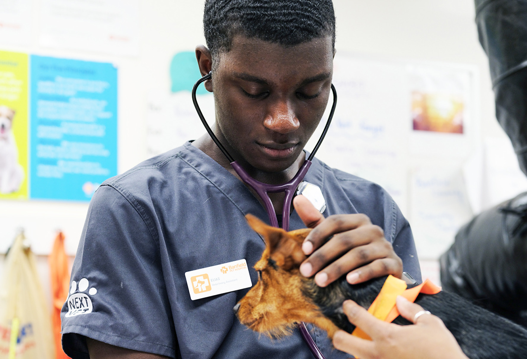 A high school student listens to a dog's heart.