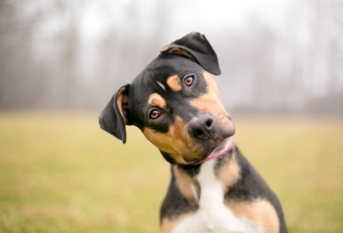 dog outside looking puzzled at the viewer
