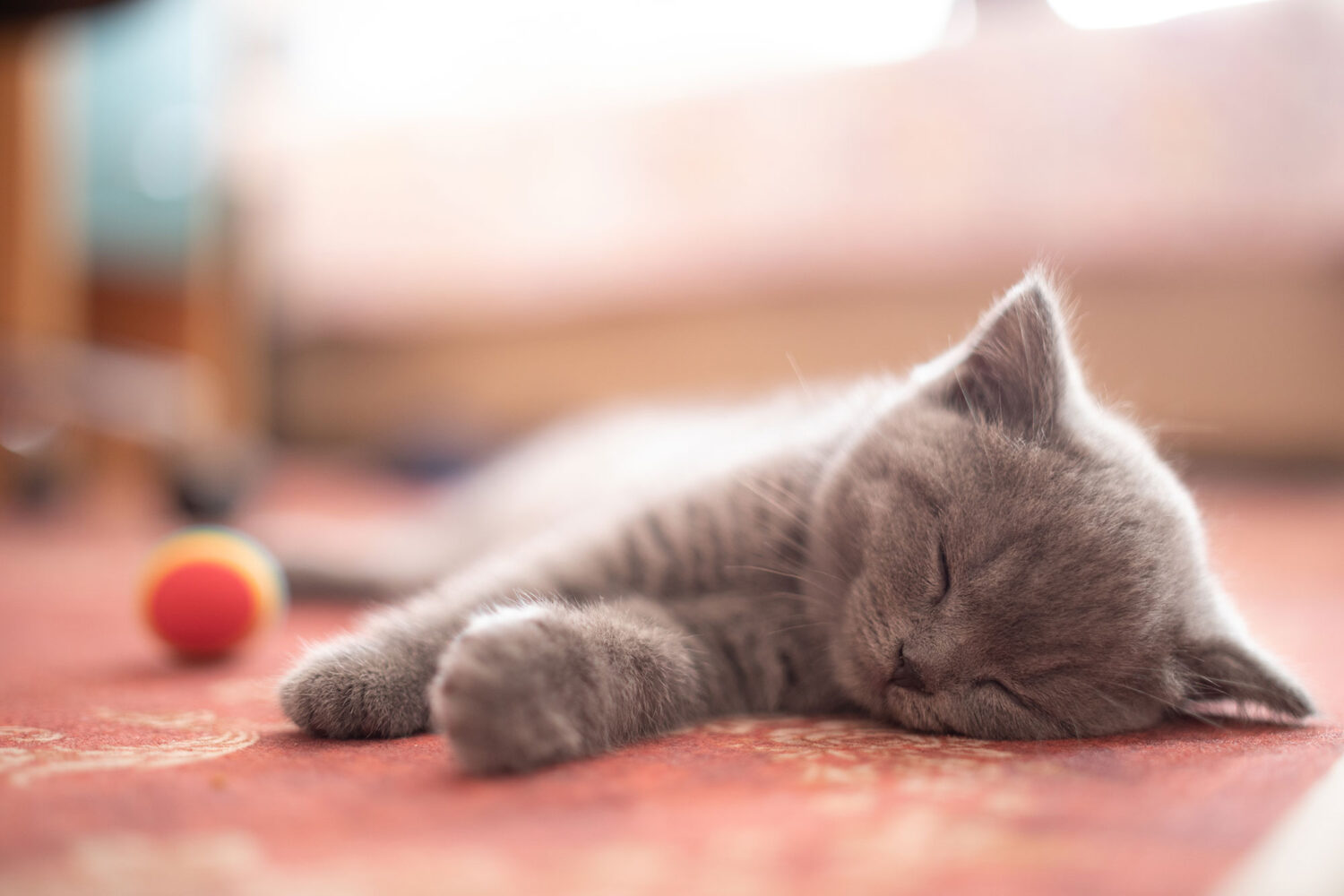 Kitten sleeping on rug