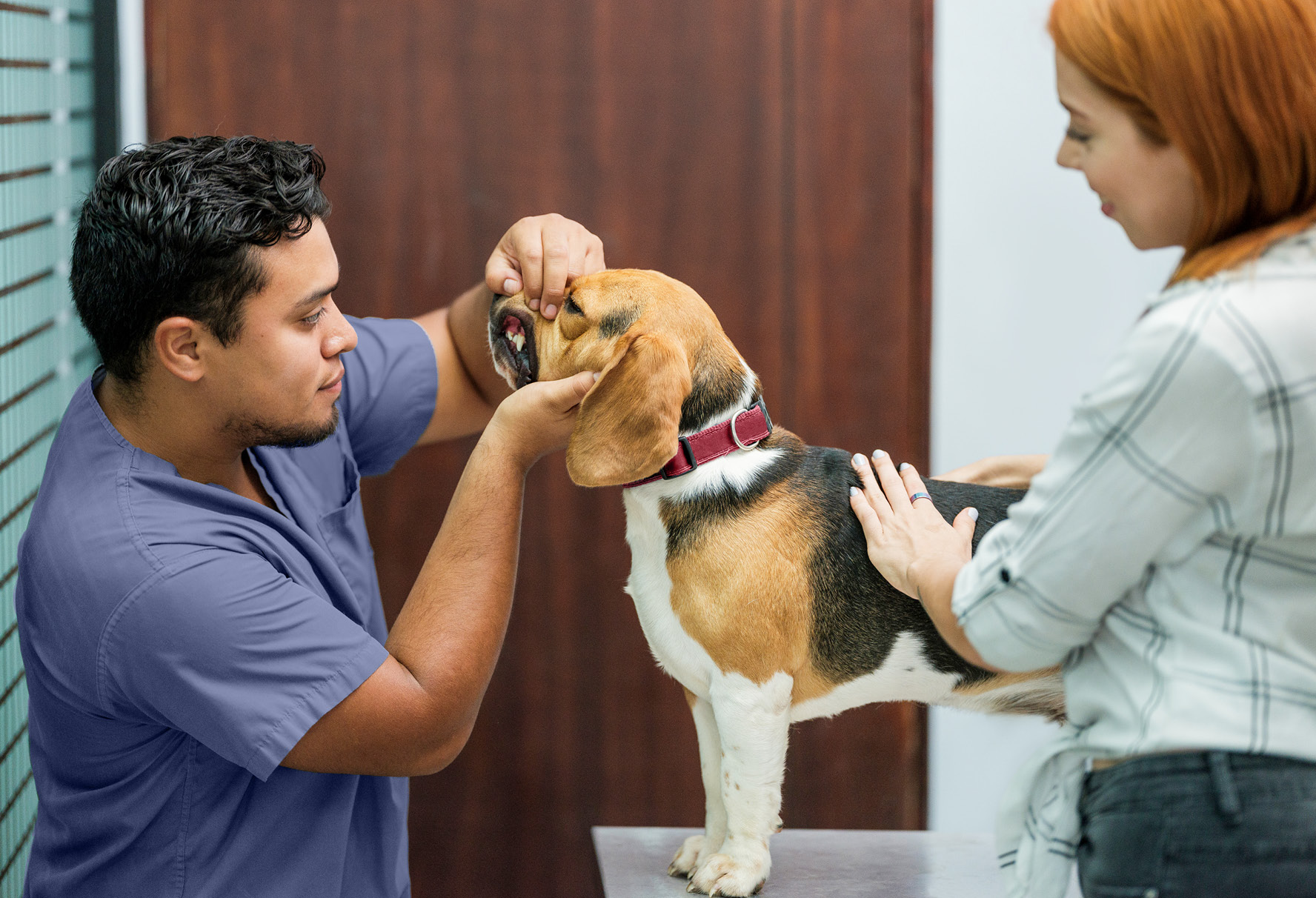 A veterinary technician is examining a beagle's teeth while her owner stands by.