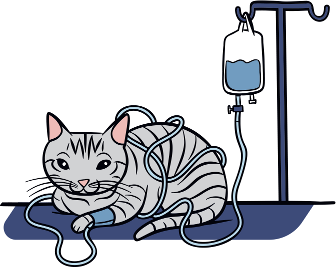Illustration of cat receiving fluid therapy